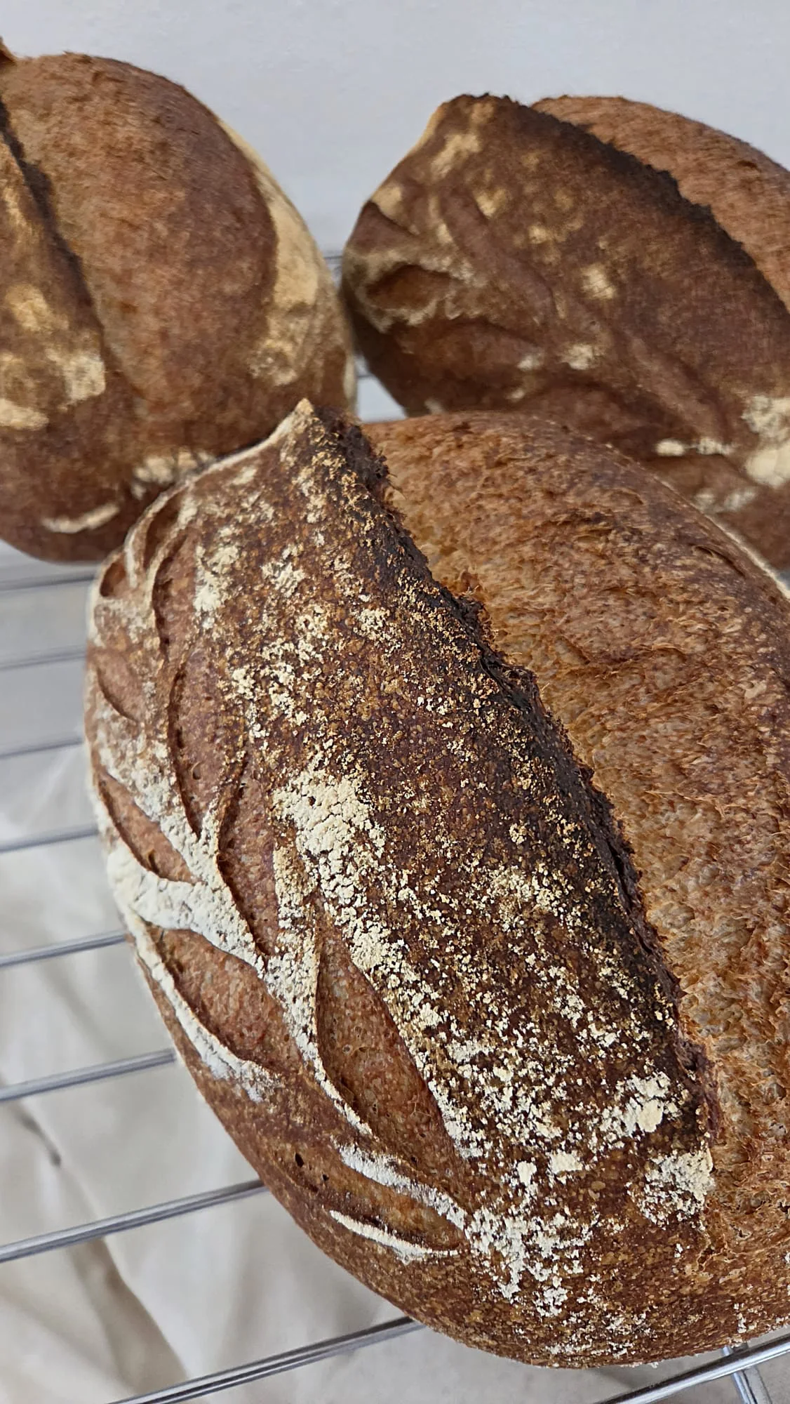 Deeply browned whole wheat sourdough loaves cooling on a bakery rack